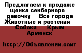 Предлагаем к продаже щенка сенбернара - девочку. - Все города Животные и растения » Собаки   . Крым,Армянск